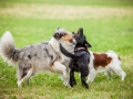 Hundemaedchen_Agility_Training_PSSV_Marburg_Ebsdorfergrund (101)