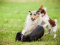 Hundemaedchen_Agility_Training_PSSV_Marburg_Ebsdorfergrund (102)