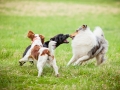 Hundemaedchen_Agility_Training_PSSV_Marburg_Ebsdorfergrund (110)