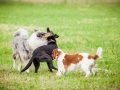 Hundemaedchen_Agility_Training_PSSV_Marburg_Ebsdorfergrund (122)