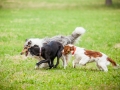 Hundemaedchen_Agility_Training_PSSV_Marburg_Ebsdorfergrund (131)