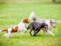 Hundemaedchen_Agility_Training_PSSV_Marburg_Ebsdorfergrund (134)