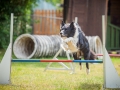 Hundemaedchen_Agility_Training_PSSV_Marburg_Ebsdorfergrund (33)