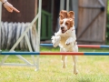 Hundemaedchen_Agility_Training_PSSV_Marburg_Ebsdorfergrund (51)