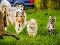 Akita_Inu_Hund_Welpe_puppy_Marburg_Langhaarcollie_blue_merle_Greyhound_Border_Collie_Mischling_Wiese_Gaia_Maggy_Basima_Bella_Baby (38)