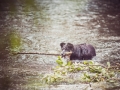 Border_Collie_Mischling_Maggy_tricolor_Senior_Hund_Hundefotografie_Tierfotografie_Marburg_Lahn_Wasser_Fotografin_Christine_Hemlep (11).jpg