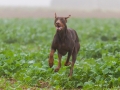 Hund_brauner_Dobermann_Spencer_Marburg_Giessen_Hundefotografie_Fotografie_Tierfotografie  (13)