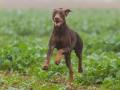 Hund_brauner_Dobermann_Spencer_Marburg_Giessen_Hundefotografie_Fotografie_Tierfotografie  (14)