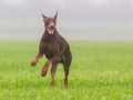 Hund_brauner_Dobermann_Spencer_Marburg_Giessen_Hundefotografie_Fotografie_Tierfotografie  (19)