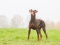 Hund_brauner_Dobermann_Spencer_Marburg_Giessen_Hundefotografie_Fotografie_Tierfotografie  (23)