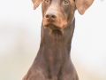 Hund_brauner_Dobermann_Spencer_Marburg_Giessen_Hundefotografie_Fotografie_Tierfotografie  (28)