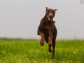 Hund_brauner_Dobermann_Spencer_Marburg_Giessen_Hundefotografie_Fotografie_Tierfotografie  (3)