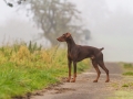 Hund_brauner_Dobermann_Spencer_Marburg_Giessen_Hundefotografie_Fotografie_Tierfotografie  (6)