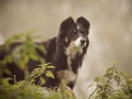 Maggy_Border_Collie_Mischling_tricolor_Hunde_Hund_Fotografie_Marburg_Giessen (7)