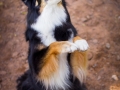 Nina_Herr_Border_Collie_Mischling_Maggy (1)