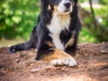 Nina_Herr_Border_Collie_Mischling_Maggy (2)