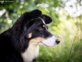 Nina_Herr_Border_Collie_Mischling_Maggy (3)