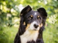 Nina_Herr_Border_Collie_Mischling_Maggy (4)