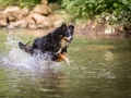 Nina_Herr_Border_Collie_Mischling_Maggy (7)