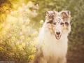 Nina_Herr_Langhaarcollie_collie_Gaia (1)