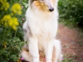 Nina_Herr_Langhaarcollie_collie_Gaia (5)