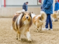 Collie-Treffen (106)