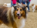 Collie-Treffen (150)