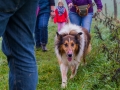 Collie-Treffen (164)