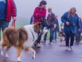 Collie-Treffen (193)