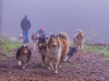 Collie-Treffen (231)