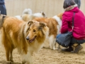 Collie-Treffen (25)