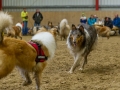 Collie-Treffen (316)