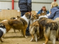 Collie-Treffen (335)