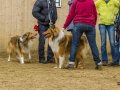 Collie-Treffen (36)