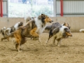 Collie-Treffen (367)