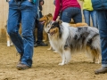 Collie-Treffen (38)