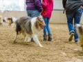 Collie-Treffen (48)