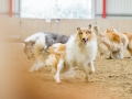 Collie-Treffen (9)