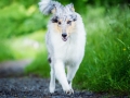 Hundefotografie_Tierfotografie_Gaia_Rough_Collie_Langhaarcollie_bluemerle_Gaia_Welpe_Junghund_Frauenberg_Ruine (27)