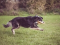 Border_Collie_Mischling_Maggy_tricolor_senior_frisbee_Sport_Hundesport_wiese (3)