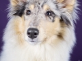 Langhaarcollie_Rough_Collie_bluemerle_welpe_puppy_Gaia_Studioaufnahme_Hundefpotografie (1)