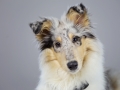 Langhaarcollie_Rough_Collie_bluemerle_welpe_puppy_Gaia_Studioaufnahme_Hundefpotografie (13)