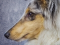 Langhaarcollie_Rough_Collie_bluemerle_welpe_puppy_Gaia_Studioaufnahme_Hundefpotografie (17)