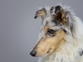 Langhaarcollie_Rough_Collie_bluemerle_welpe_puppy_Gaia_Studioaufnahme_Hundefpotografie (19)