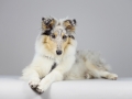 Langhaarcollie_Rough_Collie_bluemerle_welpe_puppy_Gaia_Studioaufnahme_Hundefpotografie (23)