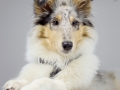 Langhaarcollie_Rough_Collie_bluemerle_welpe_puppy_Gaia_Studioaufnahme_Hundefpotografie (27)