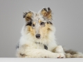 Langhaarcollie_Rough_Collie_bluemerle_welpe_puppy_Gaia_Studioaufnahme_Hundefpotografie (29)