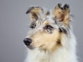 Langhaarcollie_Rough_Collie_bluemerle_welpe_puppy_Gaia_Studioaufnahme_Hundefpotografie (3)