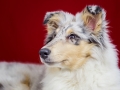 Langhaarcollie_Rough_Collie_bluemerle_welpe_puppy_Gaia_Studioaufnahme_Hundefpotografie (37)