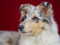 Langhaarcollie_Rough_Collie_bluemerle_welpe_puppy_Gaia_Studioaufnahme_Hundefpotografie (39)